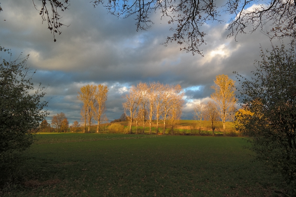 Landscape tree nature forest