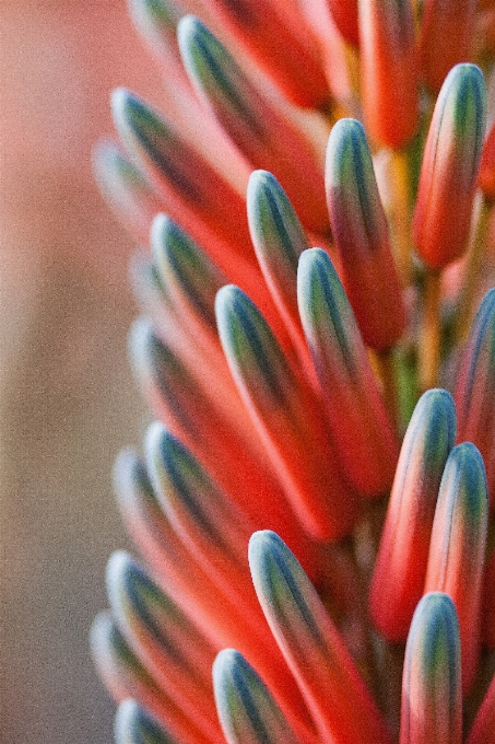 Mano florecer planta flor