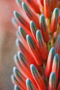 Hand blossom plant flower Photo