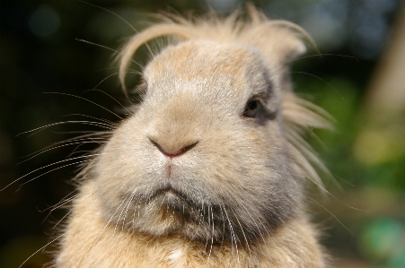 Grass mammal thoughtful fauna Photo