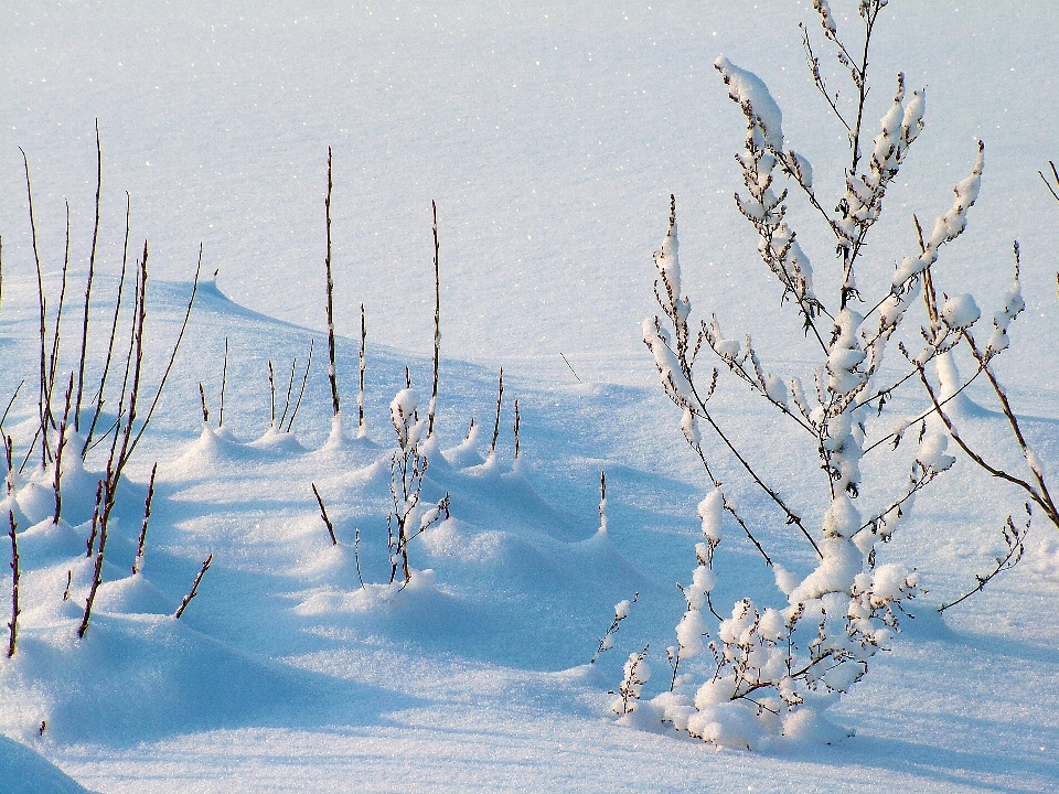 Albero acqua ramo nevicare