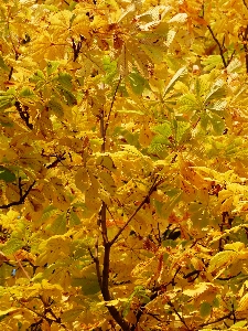 木 ブランチ ライト 植物 写真