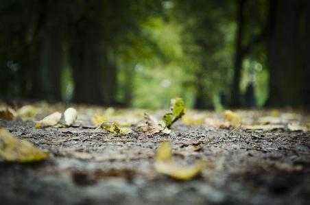 Landscape tree nature forest Photo