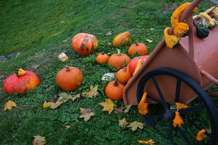 Foto Fiore cibo produrre autunno