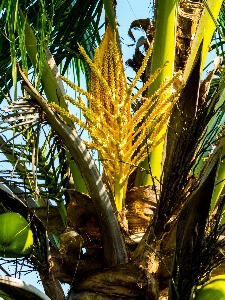 Baum anlage frucht sonnenlicht Foto