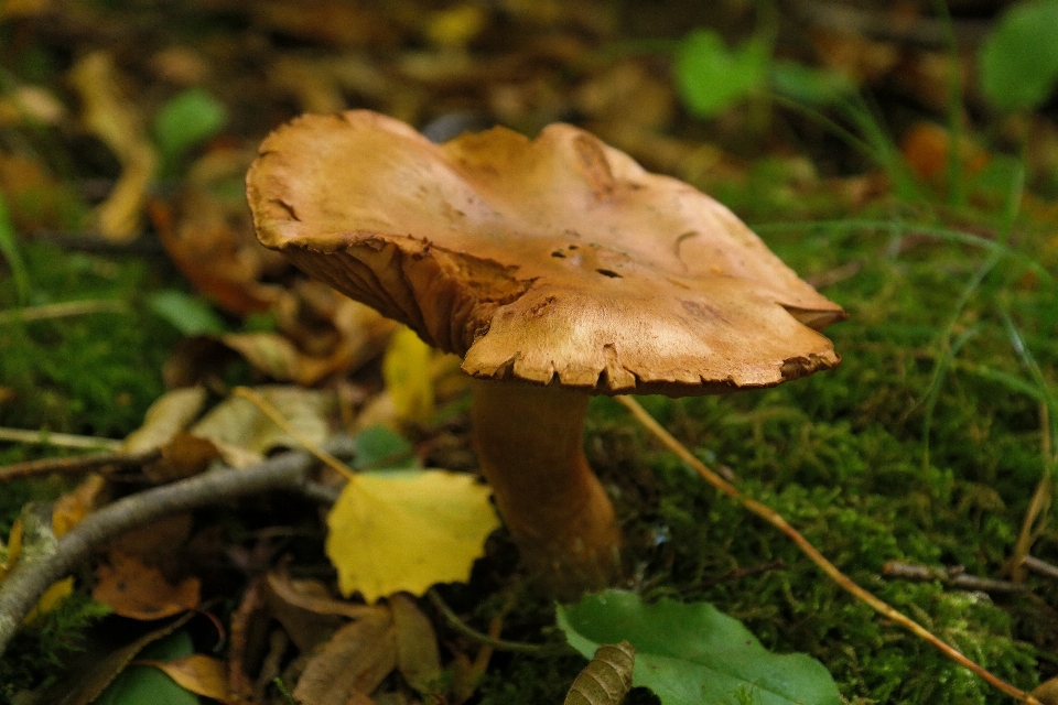 Albero natura foresta foglia