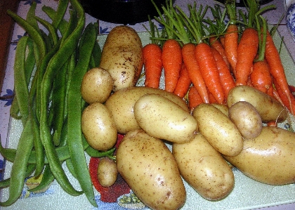 植物 食べ物 収穫 生産 写真