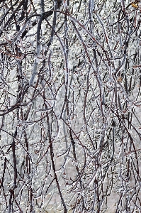 Tree nature branch snow Photo