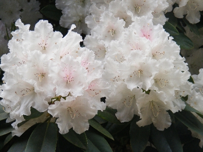 Blossom plant stem leaf Photo