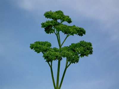 Tree nature branch plant Photo