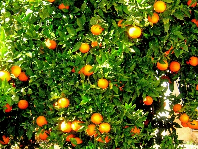 Tree plant fruit flower Photo