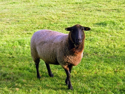 Grass field farm meadow Photo