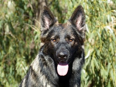 Foto Anjing satwa anjing
 peliharaan