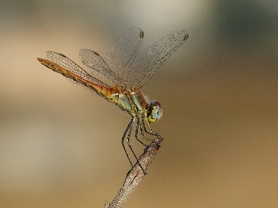 Nature outdoor wing photography Photo