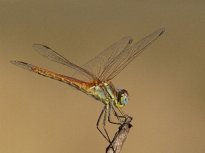 Nature outdoor wing animal Photo