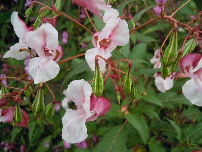 Nature blossom plant flower Photo