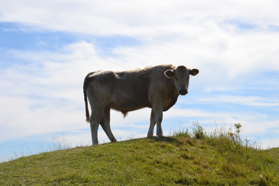 Erba all'aperto campo azienda agricola