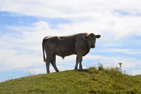 Grass outdoor field farm Photo