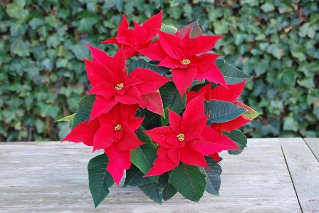 Tree plant leaf flower Photo