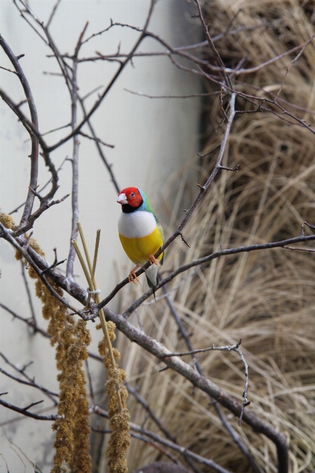 Natura ramo inverno uccello