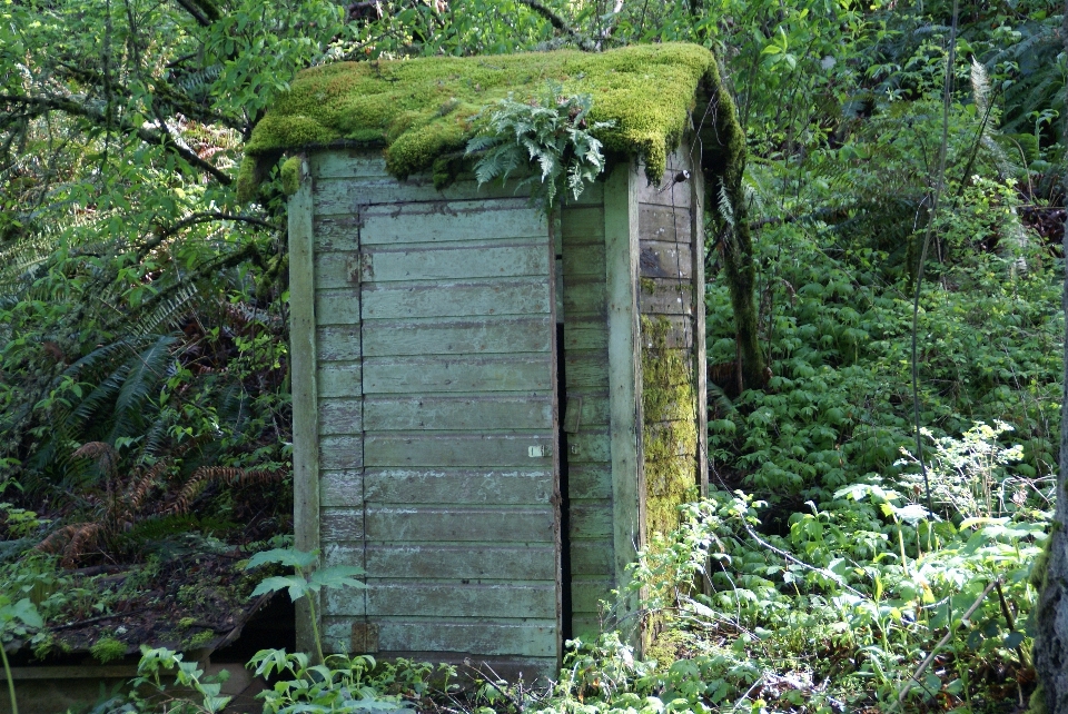 Building shed moss hut