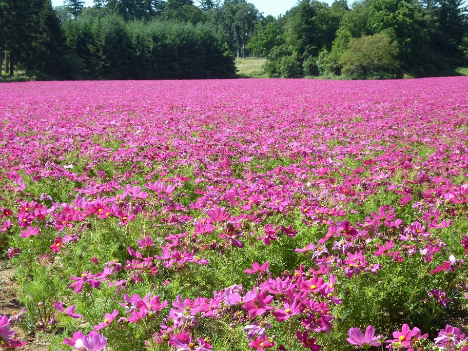 Natur blüte anlage feld