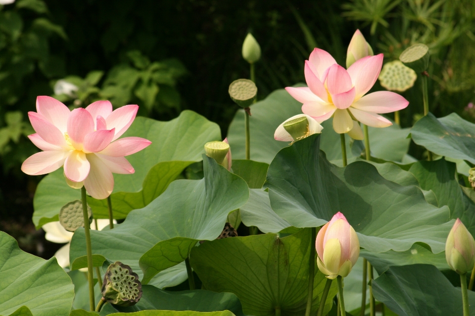 Naturaleza florecer planta flor