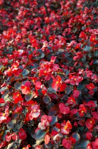 Plant leaf flower petal Photo