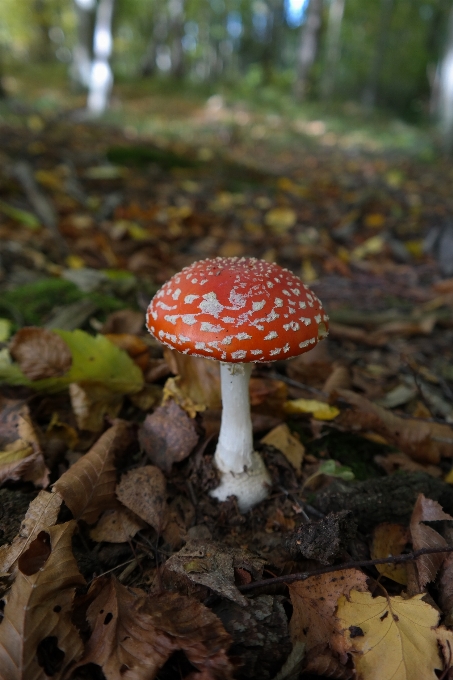 Nature forêt feuille fleur