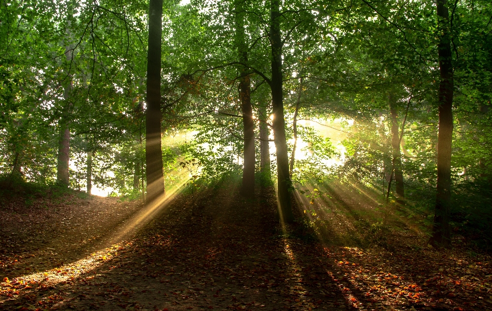 Landscape tree nature forest