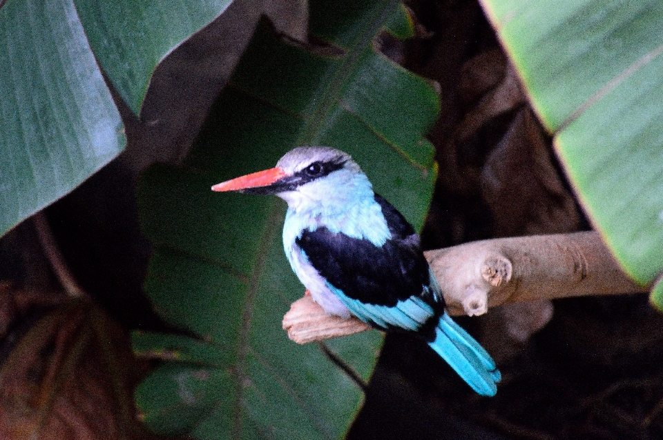 自然 アウトドア 荒野
 ブランチ