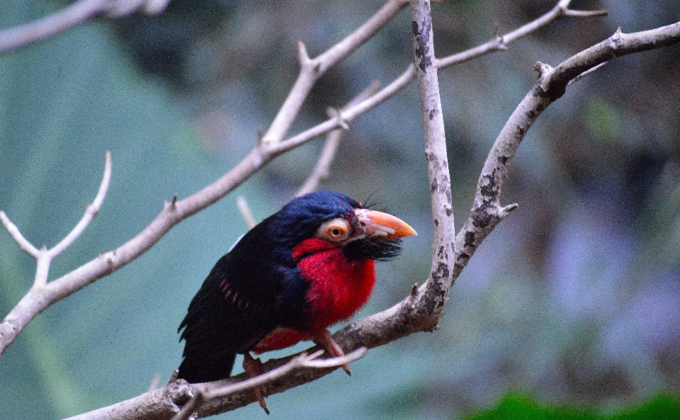 Natura all'aperto selvaggia
 ramo