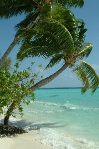 Beach sea coast tree Photo