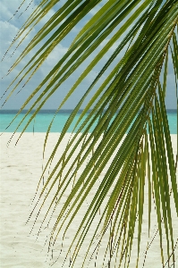 Beach sea tree grass Photo