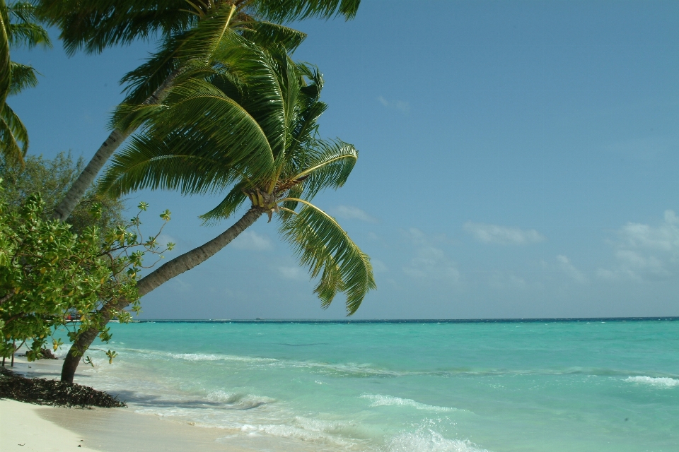 Beach sea coast tree