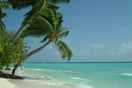 Beach sea coast tree Photo