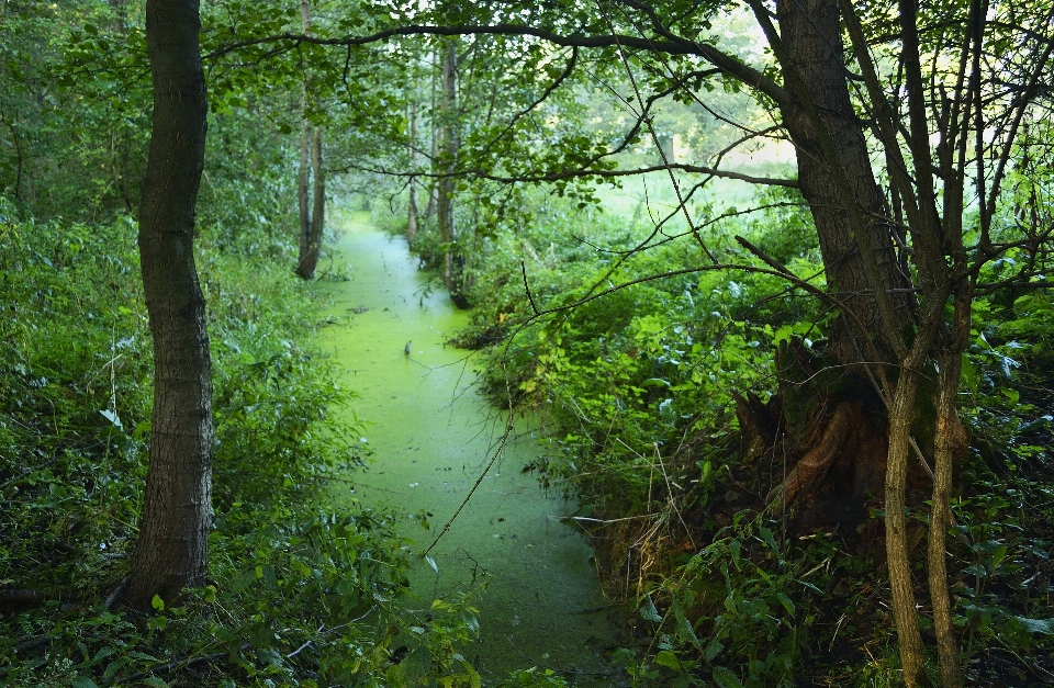 Drzewo natura las bagno