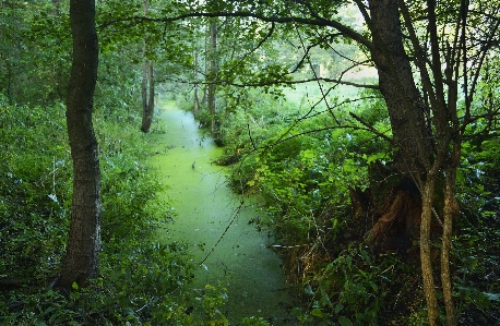 Tree nature forest swamp Photo