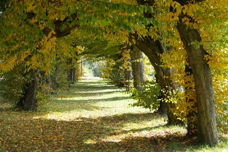 Foto Albero foresta pianta prato
