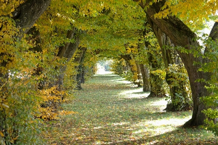 Foto Albero foresta luce del sole foglia