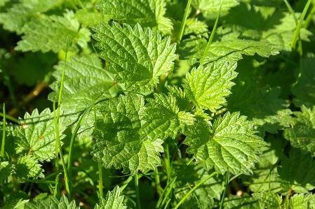 Nature plant meadow leaf Photo