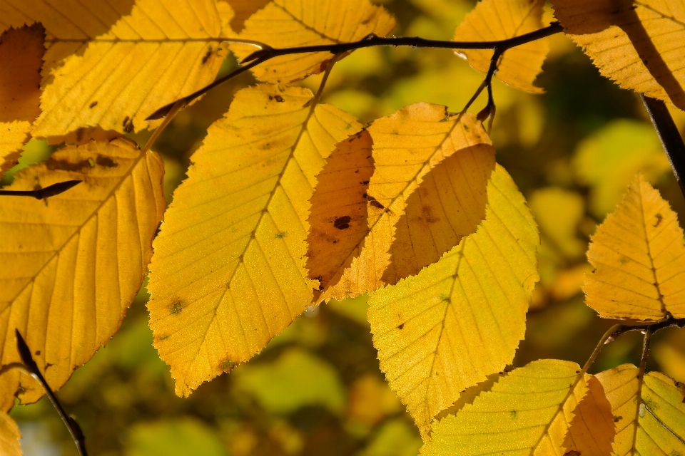 Baum zweig anlage sonnenlicht