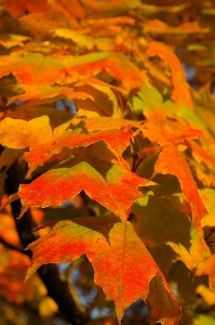 Tree nature branch plant Photo