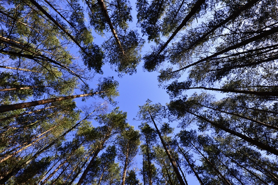 Paisaje árbol naturaleza bosque