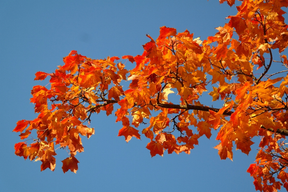 árbol naturaleza rama planta