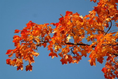 Tree nature branch plant Photo