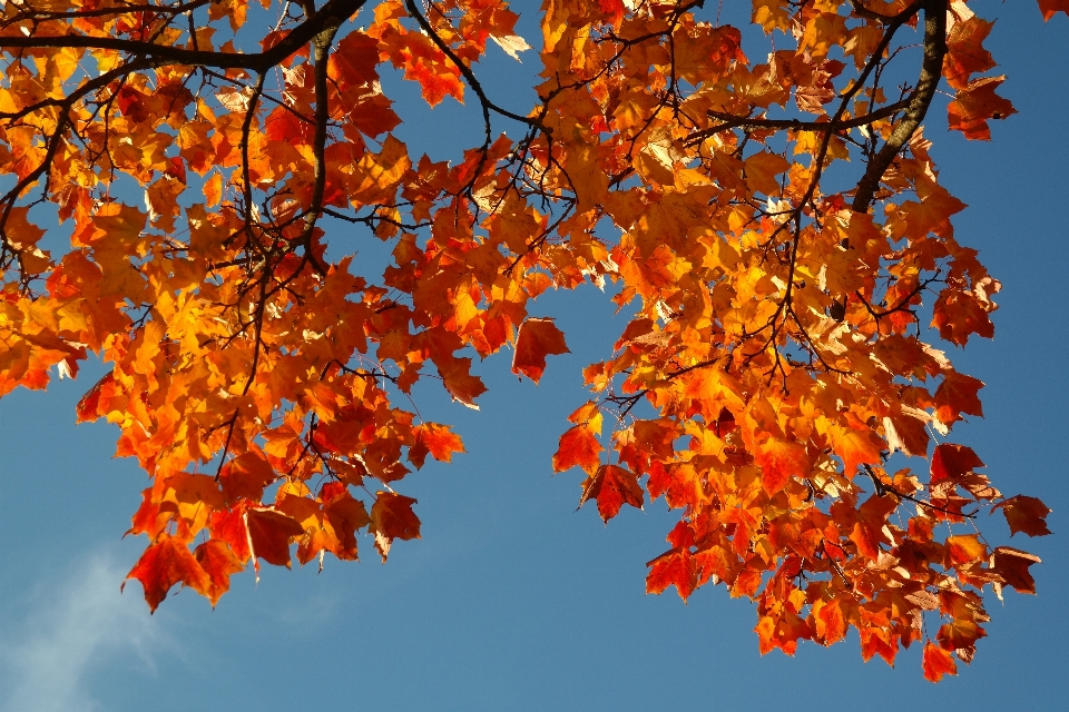 Baum natur zweig anlage