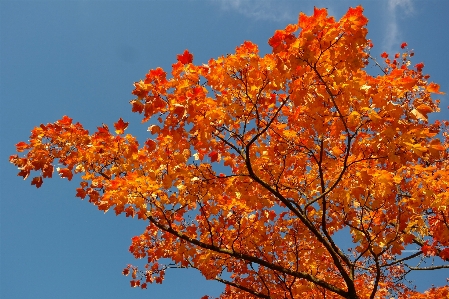 Tree nature branch blossom Photo