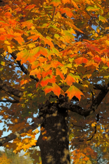 Baum natur zweig anlage