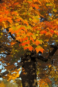 Tree nature branch plant Photo